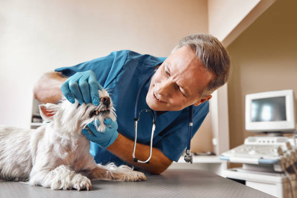 Best Emergency Tooth Extraction in Attica, IN